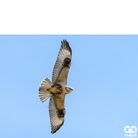 گونه سارگپه کوهی Upland Buzzard